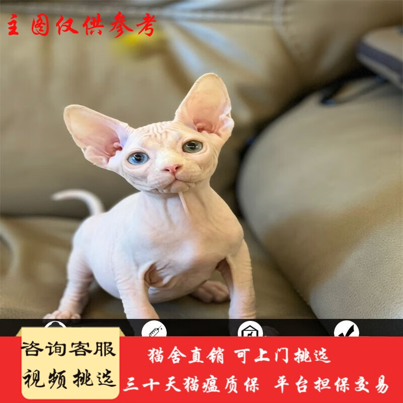 桓瑞宠物加拿大无毛猫比鲁斯猫斯芬克斯活体血统白色蓝皮蓝眼异瞳纯种