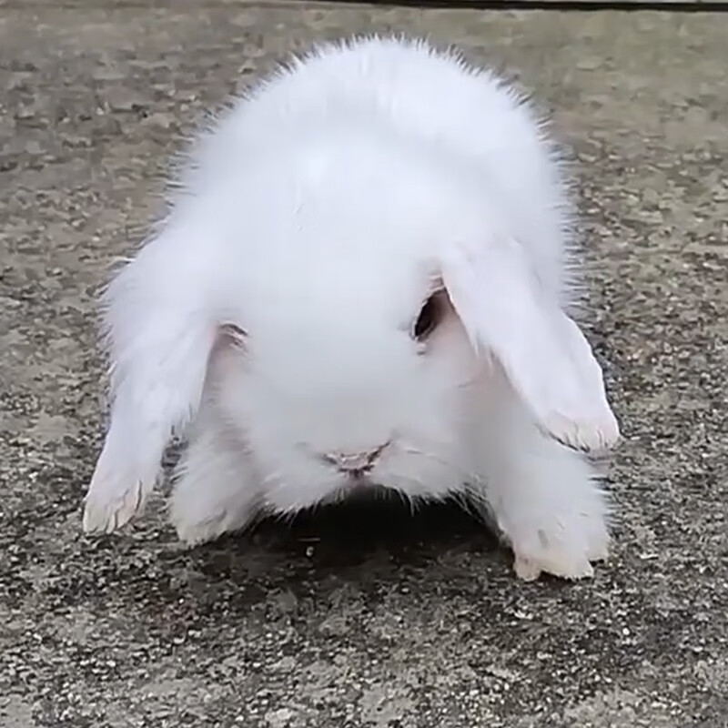 垂耳兔迷你宠物兔长不大霜白垂耳兔小型暹罗折耳兔长耳兔活体包邮 白