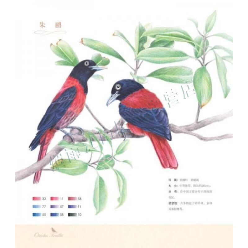 鸟之绘2:36种中国鸟的色铅笔图绘【上新】