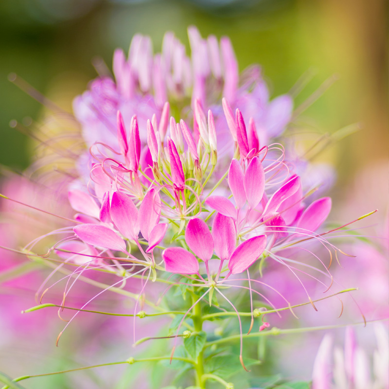 醉蝶花种子花种籽子易活混色多年生室内外花海盆栽花籽蝴蝶花种子