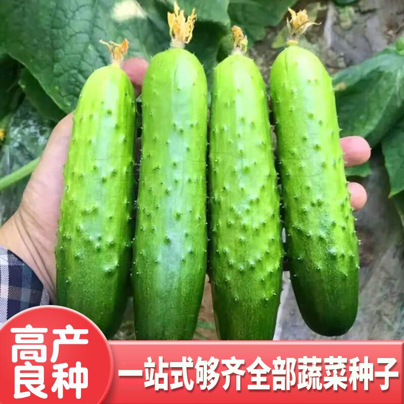 旱黄瓜种子胶东水果黄瓜种籽秋黄瓜迷你小黄瓜四季高产蔬菜菜研 荣尊