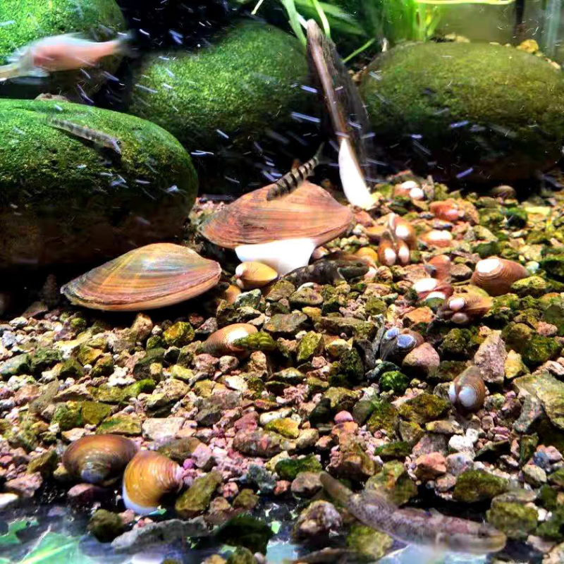 专吃鱼屎粪便黄金小河蚌河蚬淡净水观赏螺鲜活物黑金刚贝壳苗活体 大缸套餐【除藻、除粪、观赏】