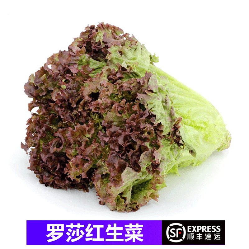 桃李村【顺丰】新鲜红叶生菜 罗莎红 紫叶生菜 沙拉食材 500g