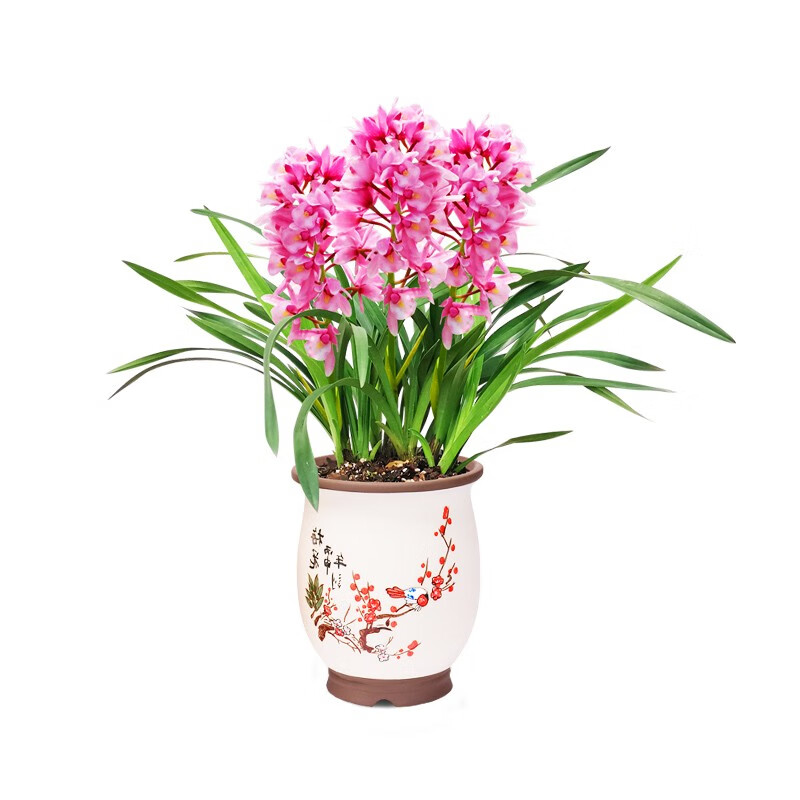 劉閣蘭花建兰四季兰花苗十里桃花 夏带浓香花苞出售 有香味的花卉绿植盆栽 红满天3苗连体