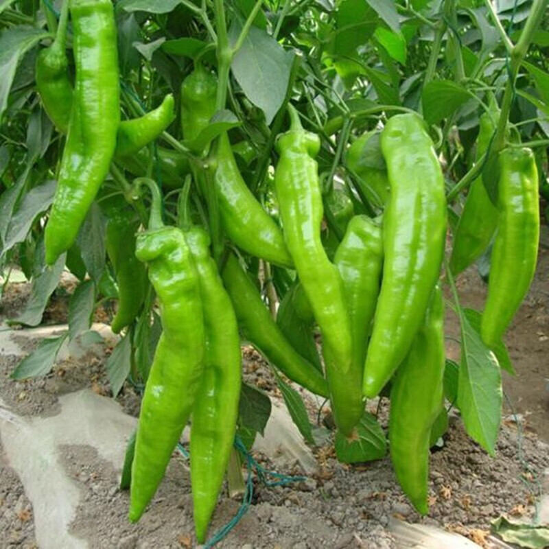 清晨露水 牛角椒种子羊角椒种子 辣椒种子 蔬菜 家庭种植 阳台盆栽 高