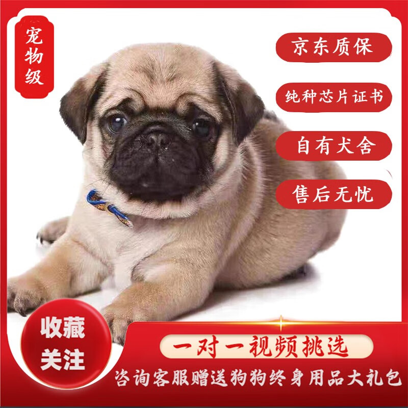 咯咪巴哥犬幼犬宠物狗狗活体纯种八哥幼崽小型犬哈巴狗双血统狗八哥犬
