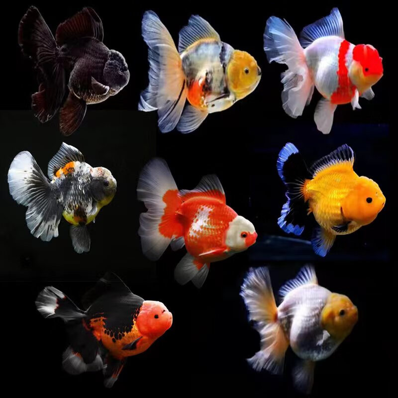 祁语百褶泰狮金鱼冷水鱼红色包金元宝体黑色红白淡水好养观赏鱼 精品