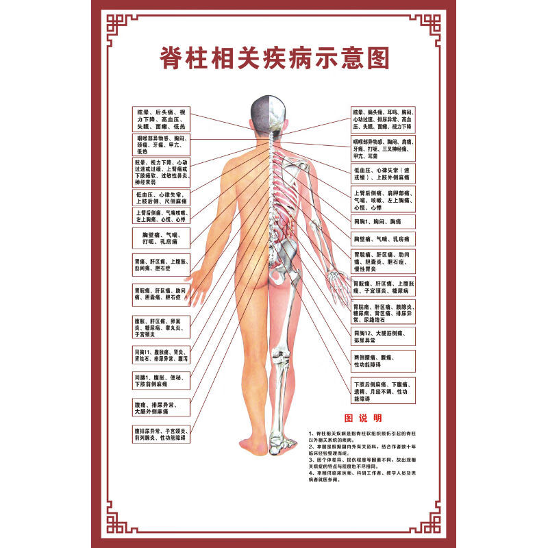 【新品】人体骨骼图大挂图器官示意图内脏结构图穴位图人体肌肉解剖图