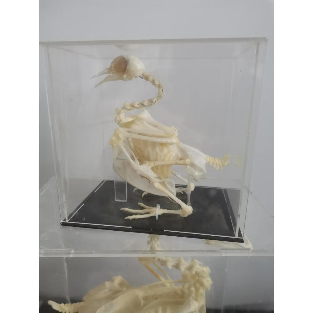 鸽子骨骼标本鸽子骨架生物标本中学生实验教具对外加工 鸽子骨骼
