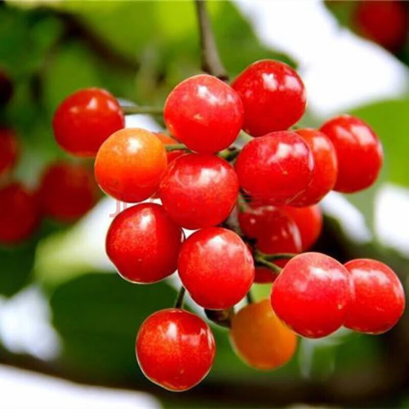 昂之春耐寒东北小樱桃野生山樱桃树苗南特大北方地栽盆栽种植当年结果