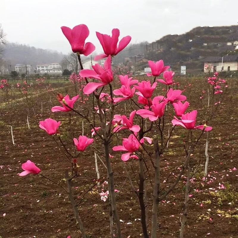 娇红一号玉兰2公分粗 带土球