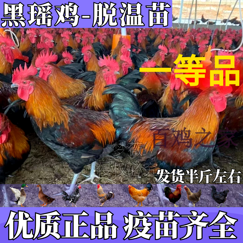 黑瑶鸡苗公鸡便宜小脚土鸡苗纯种黑脚鸡大公鸡活的青脚麻鸡 黑瑶鸡【4
