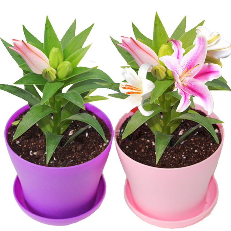 花無痕 百合花種球 帶芽香水百合種球 百合花盆栽 耐寒四季花卉百合植物 混色百合種球5個 1份