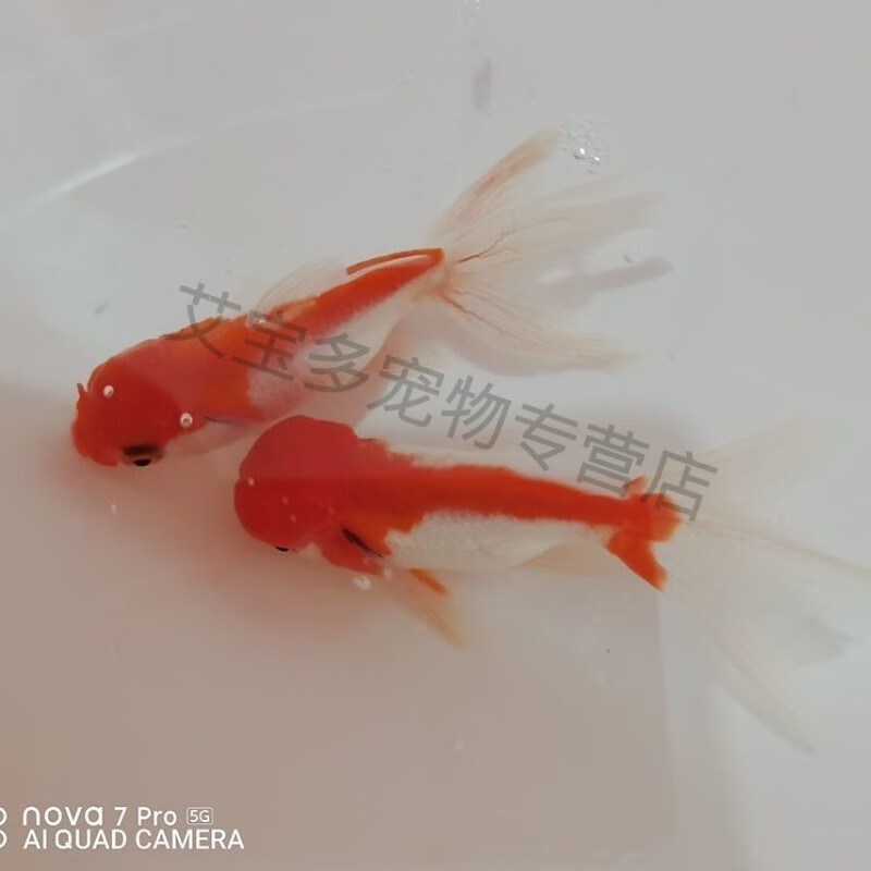 宝诺滋红狮子头小金鱼红金鱼狮头活体鱼冷水观赏鱼淡水鱼批发 红白狮7