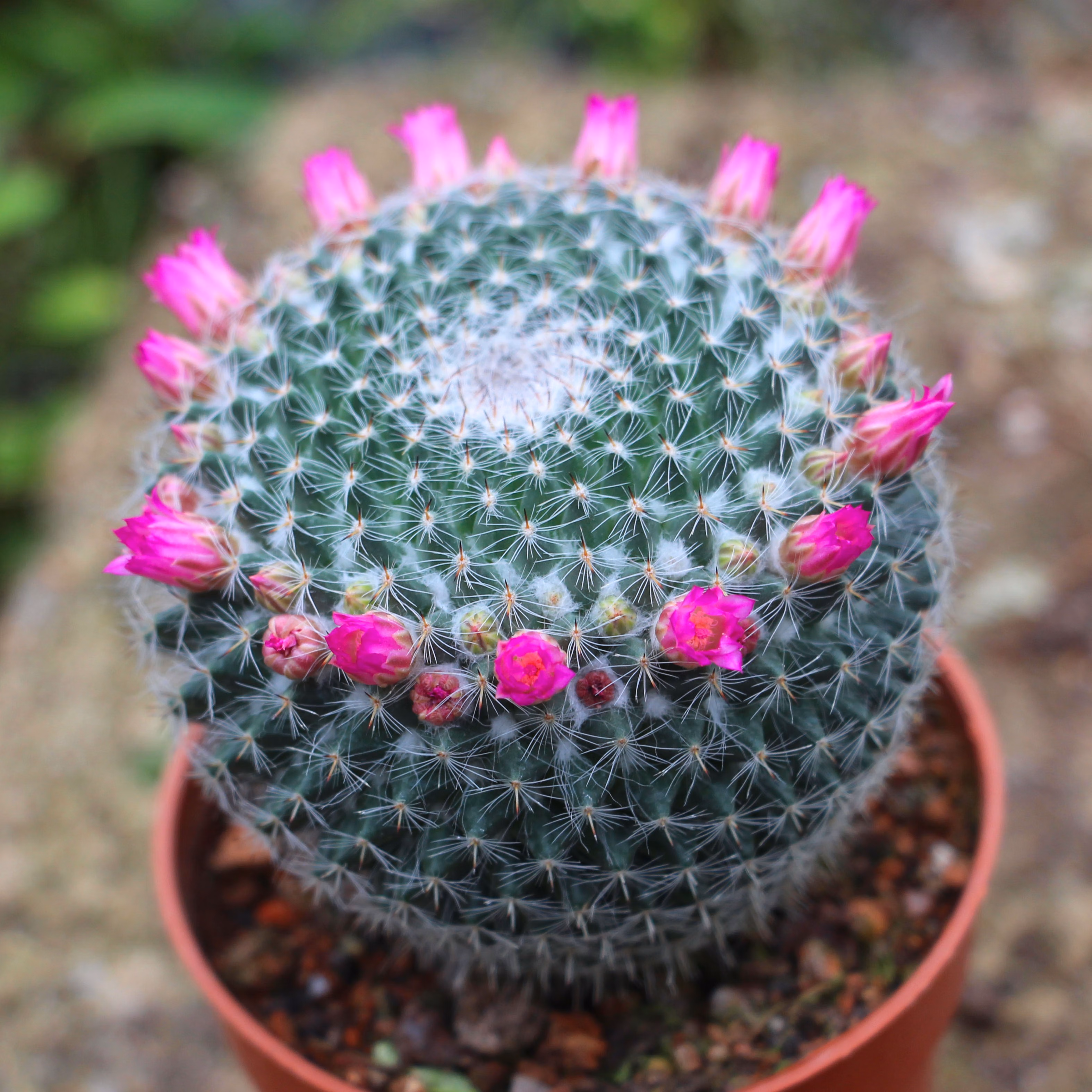 物鲜仙子玉翁仙人球植物带盆会开花带盆玉翁仙人掌多肉植物盆栽好发货