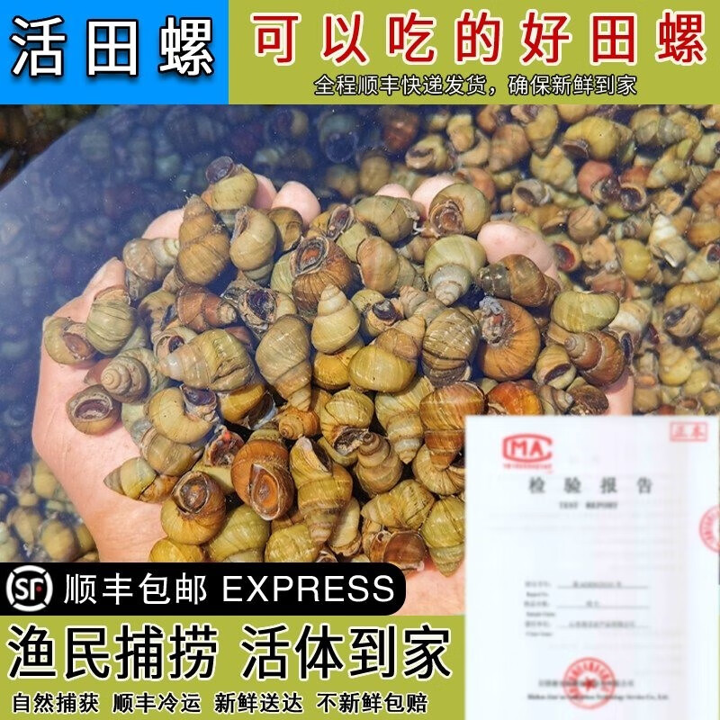 猫扑鱼 微山湖淡水田螺 现捞石螺鲜活新鲜螺丝清水田螺肉餐馆饭店螺蛳