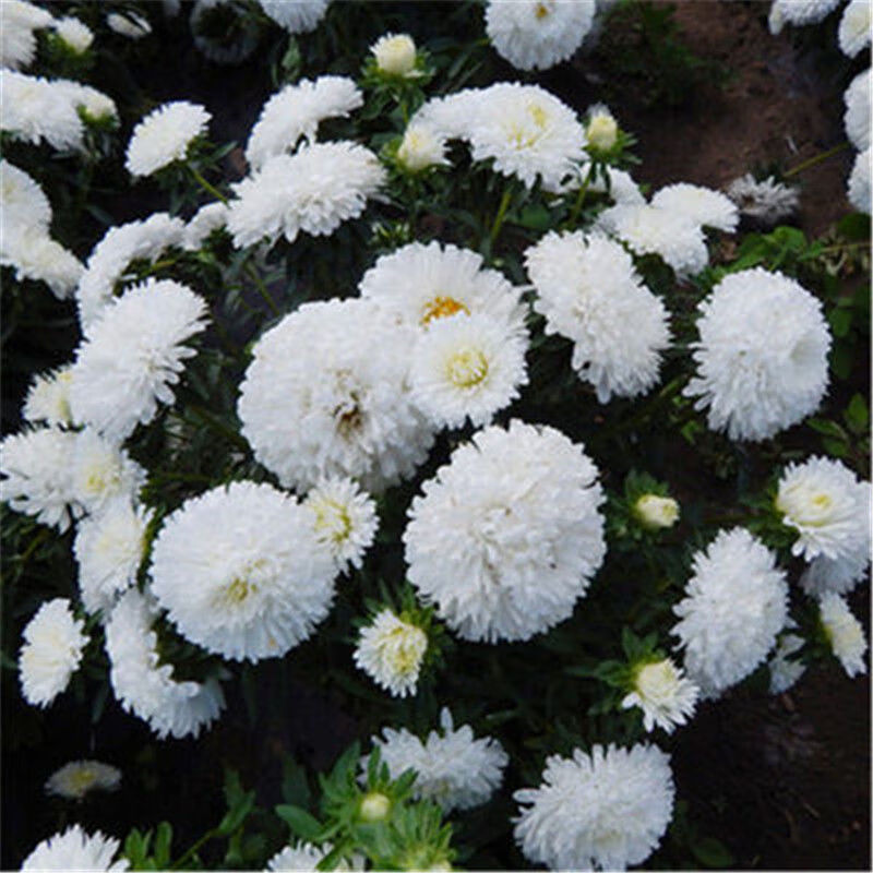 矮生庭院盆栽花卉种阳台绿植重瓣菊花易活四季播种 白色翠菊种子50粒