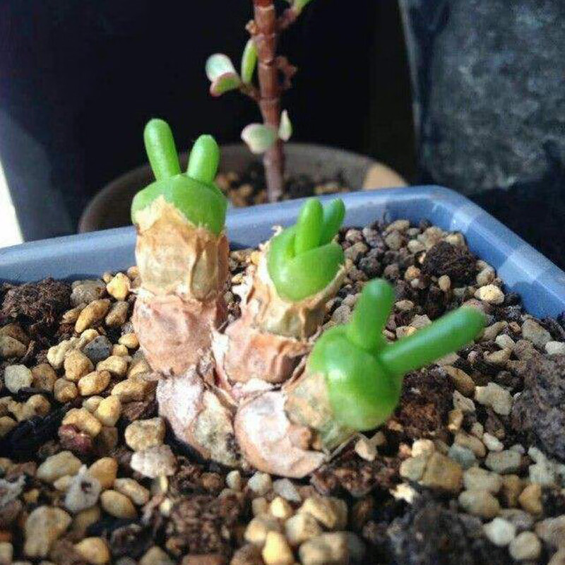 七抒可爱室内多肉植物碧光环多头老桩趣味好养办公桌花卉阳台 小三头