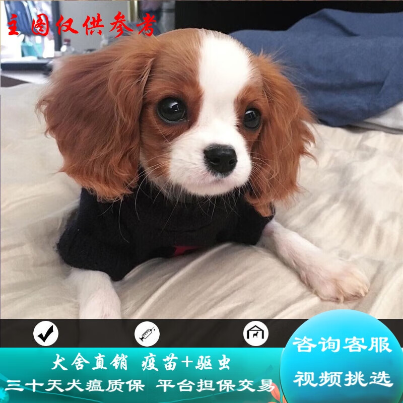 桓瑞宠物纯种宠物狗狗活体查理王小猎犬幼犬幼崽小型犬 宠物级 a款 公