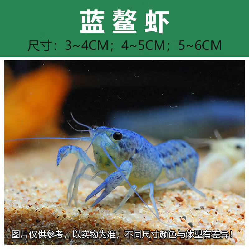 天弗活体观赏虾宠物虾橘鳌佛蓝鳌虾淡水小龙虾澳洲龙纹螯虾天空蓝魔虾