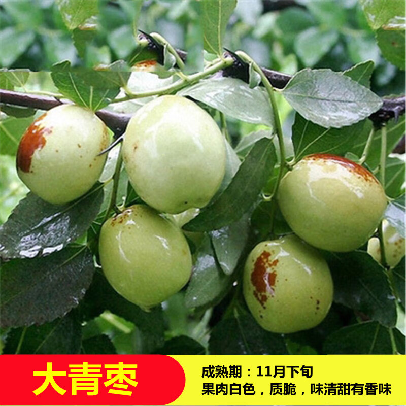 特大果枣树苗 枣苗沾化冬枣子树苗当年结果 庭院阳台盆栽地栽嫁接果树