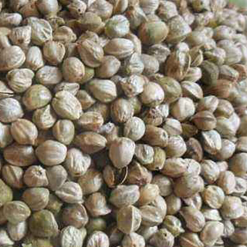 虎钢馋麻腐甘肃特产包子火麻籽压榨麻府饺子馅靖远特色农家手工500g