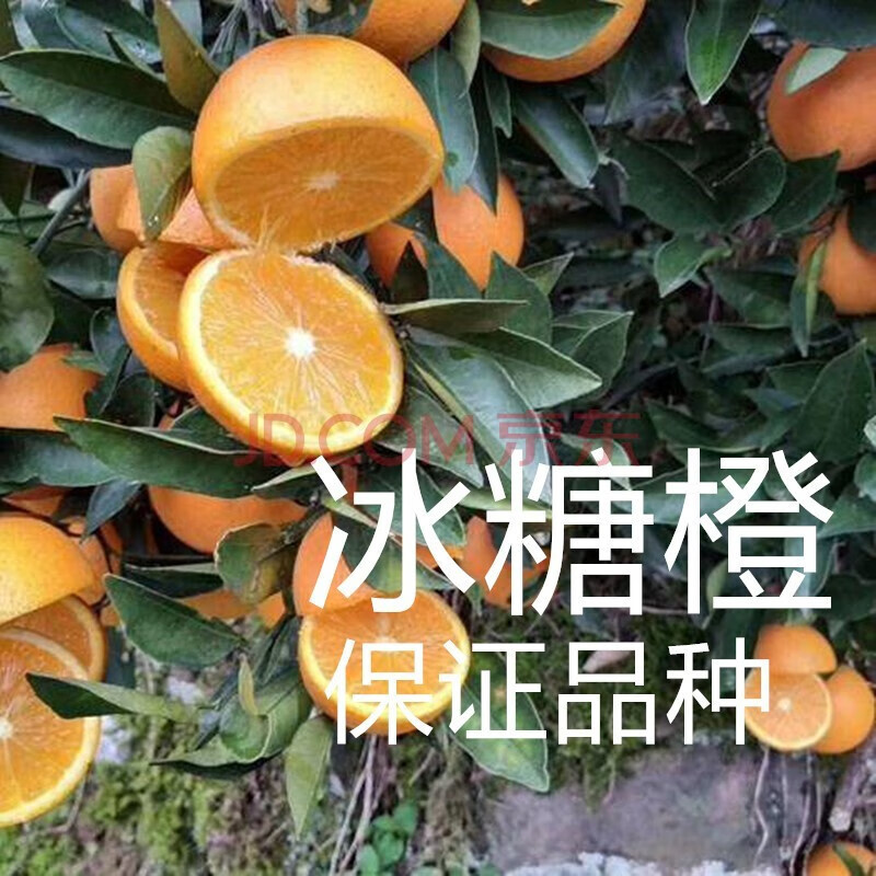 huahuiyou正宗高纯度高甜度永兴冰糖橙苗云冠盆栽地栽甜橙果树苗 2年