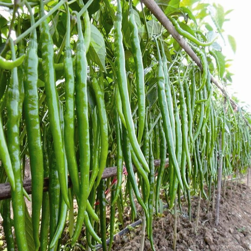 一播大地 线椒 8819线椒种子辣椒种子线椒苗家庭种植 阳台盆栽 高出芽