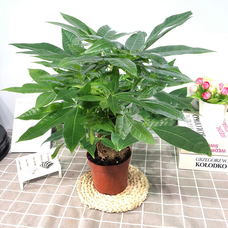三杆陶瓷盆阳台办公好养绿植盆栽花卉招财寓意植物 大号发财树原盆 带