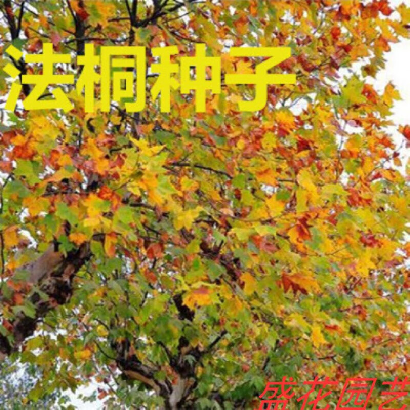 花之然法国梧桐种子法桐种子英国梧桐三球悬铃木种子杂交悬铃木法国