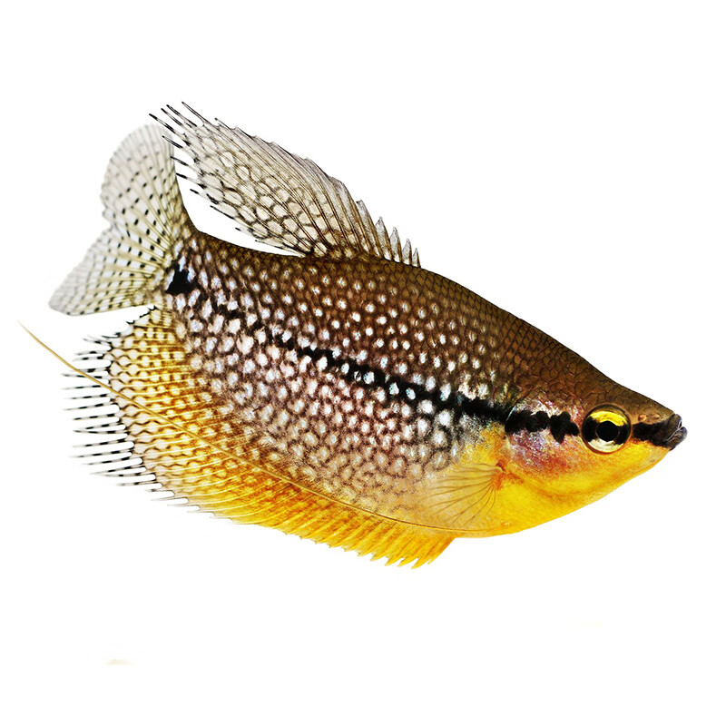 ajaj珍珠马甲鱼小型热带观赏鱼黄金曼龙蓝万龙球型国斗血红丽丽鱼活体