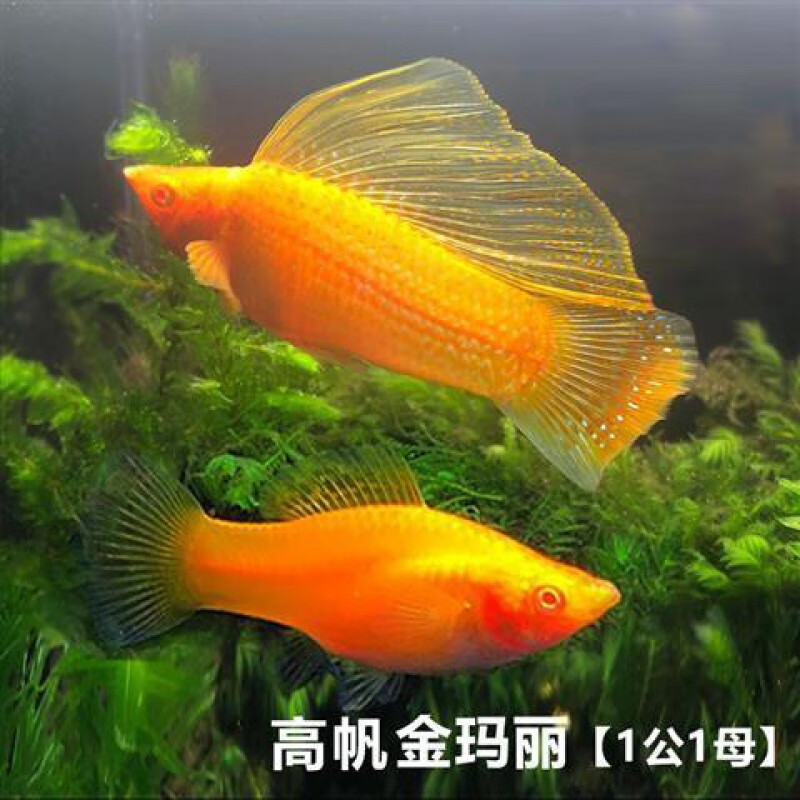 请按键盘ctrl D把被窝小惠加入收藏夹 大额内部优惠券信息一手掌握 本站登录 其它帐号登录 找券 实时疯抢榜 九块九包邮 拼多多券 京东券 苏宁券 唯品会特卖 精选热搜 女装 男装 母婴 内衣 鞋包 美食 美妆 居家 家居 配饰 数码 家电 儿童 文体 宠物 户外 车品 请按键盘ctrl D把被窝小惠加入收藏夹 大额内部优惠券信息一手掌握 本站登录 其它帐号登录 找券 实时疯抢榜 九块九包邮 拼多多券 京东券 苏宁券 唯品会特卖 精选热搜 女装 男装 母婴 内衣 鞋包 美食 美妆 居家 家居 配饰 数码 家电 儿童 文体 宠物 户外 车品
