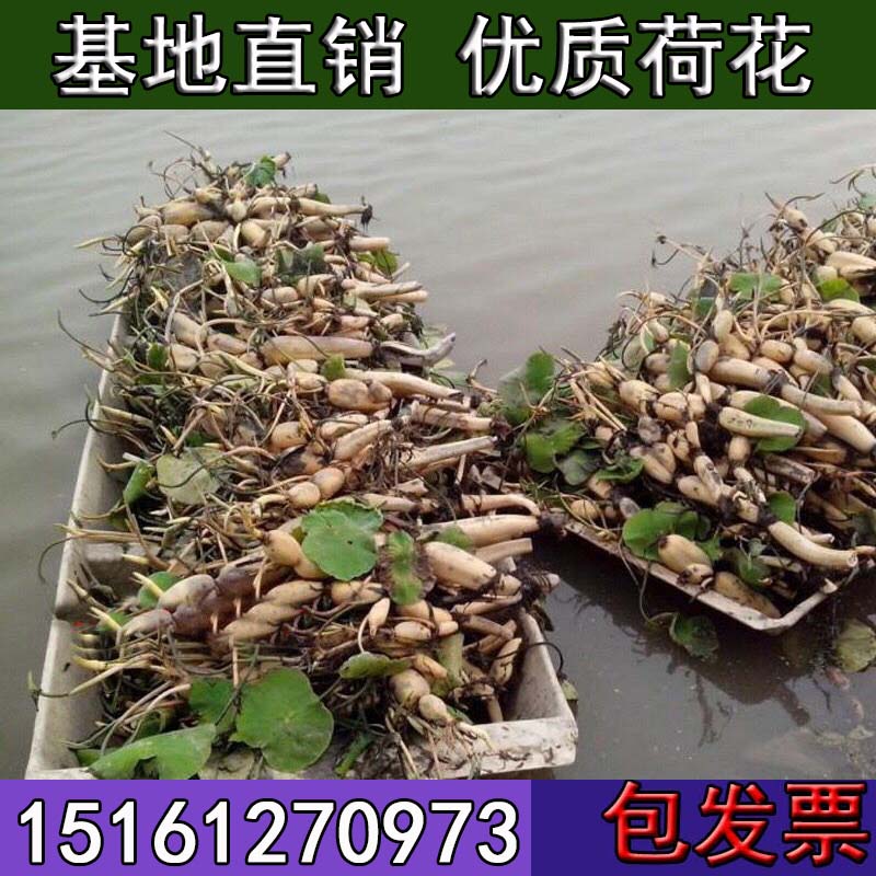 一名花匠莲藕种苗荷花苗盆栽水养莲花家庭食用池塘观赏睡莲水培四季种