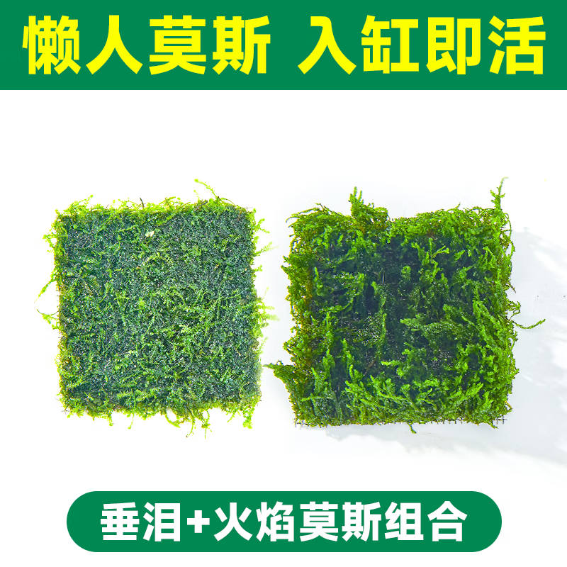 造景草缸真莫斯慕斯水草莫斯树造景水草植物 【特惠2莫斯】垂泪 火焰