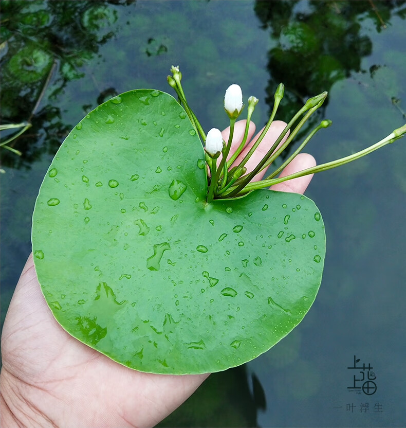 卉双一叶莲水培植物带花苞碗莲水生睡莲金银莲四季荷花t12 小号2片(5