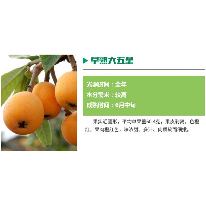 clcey无核枇杷苗树特大砂糖大五星果树苗嫁接枇杷苗当年结果南北方