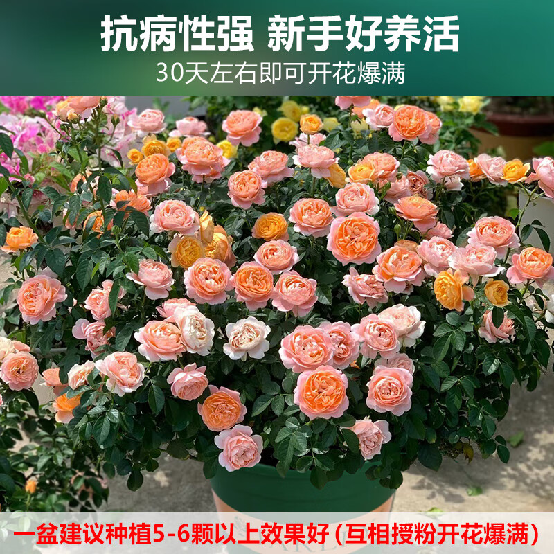 正宗玫瑰月季花苗四季开花盆栽老桩浓香 一盆六颗种植开花效果爆满