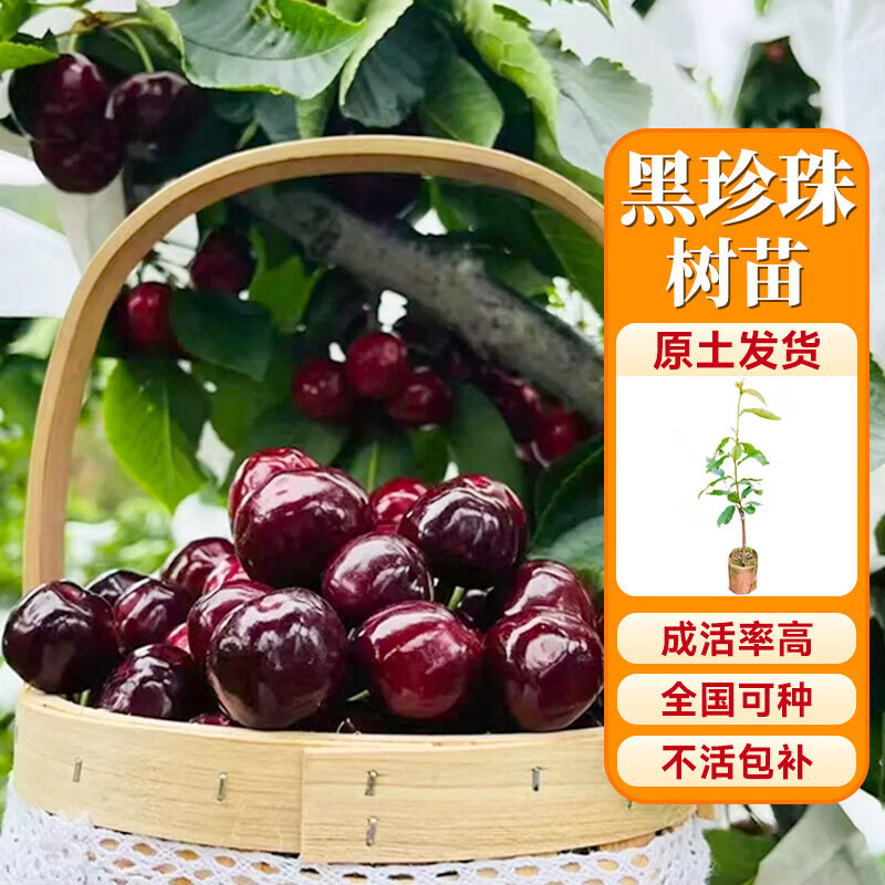 ���ڲ��������ų����������ӣ���������Ե����ϱ�����ֲˮ������ľͥԺ������ �����鳵��������20-50cm