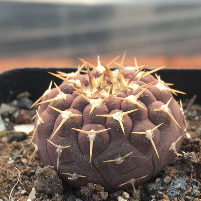 米囹怪龙丸实生仙人球套餐盆栽室内多肉植物稀有怪龙丸 怪龙丸2-3cm