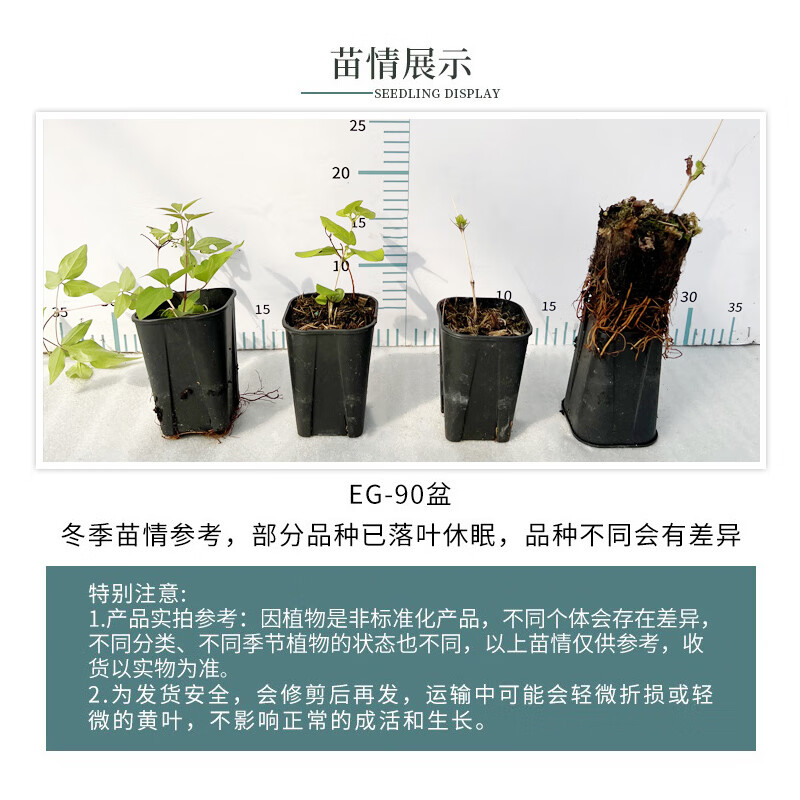 庭院耐寒阳台藤本盆栽攀援花卉四季开花乌托邦爬藤植物 苗情展示说明