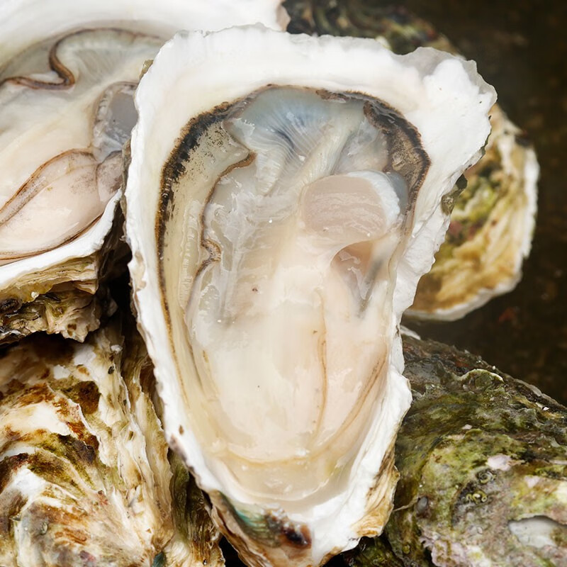 【百亿补贴】海鲜颂 梅岭 生蚝 鲜活 2.