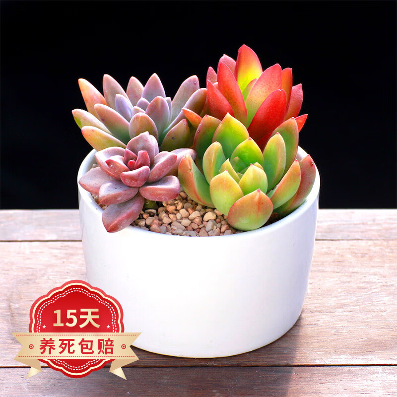 多肉植物京东史低|多肉植物价格走势