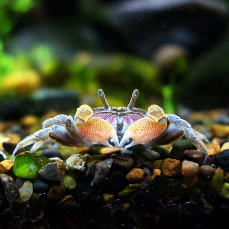 少羽迷你蟹辣椒蟹活体宠物螃蟹观赏蟹吃虫除藻淡水蟹鱼缸爬行底栖动物