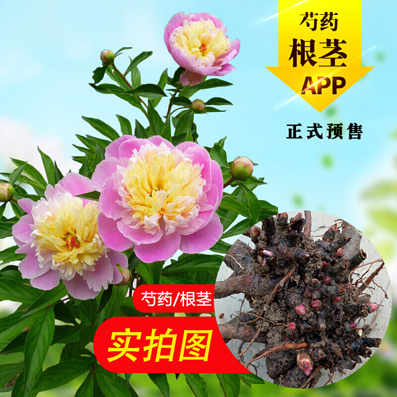 风信子 大丽花 唐菖蒲 芍药花 水仙花 香雪兰 朱顶红 种球 根茎 芍药