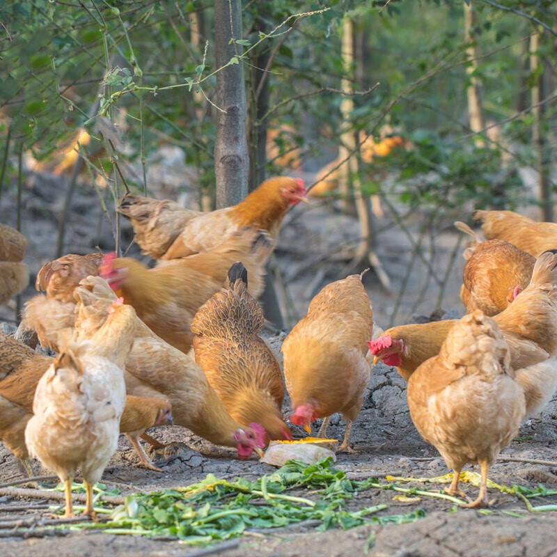 伯贤 老母鸡老母皖南三黄鸡 走地鸡土鸡新鲜1000g