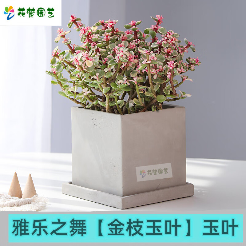 绿植花卉老桩雅乐之舞 金枝玉叶 美观 多肉植物室内盆栽净化空气好养造型稀有品种 雅乐之舞+懒人大圆 含盆