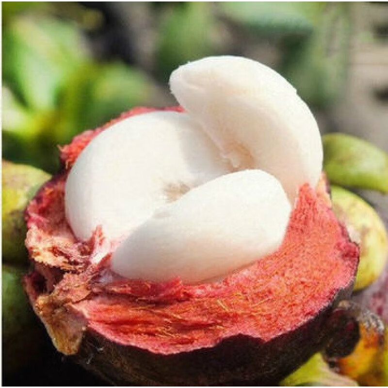 山竹树苗南北方种植带土带叶无籽四季苗果大盆栽地栽当年结果包活 无