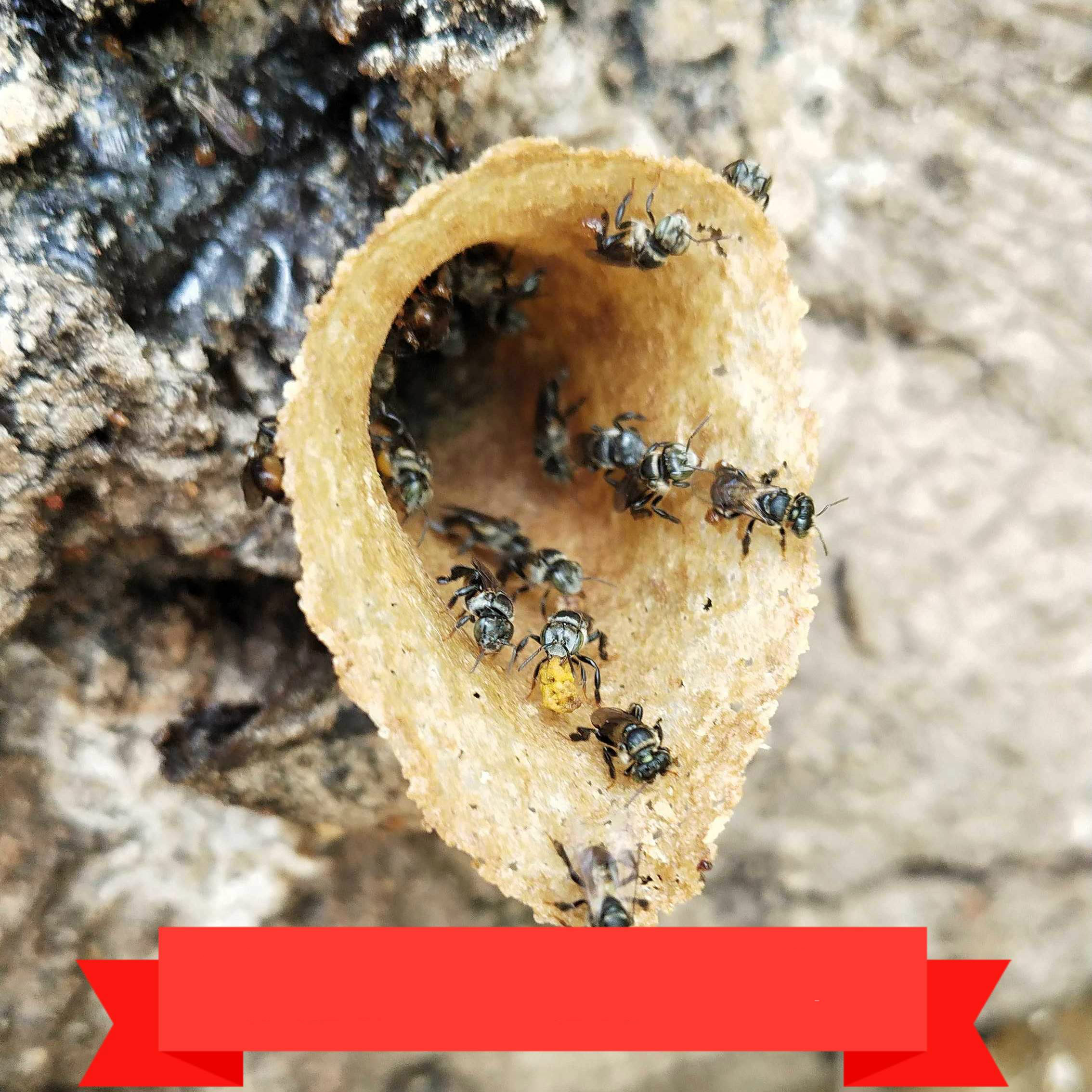 蜜蜂蜂群 无刺小酸蜂蜂群活体授粉蜜蜂宠物银蜂蚊蜂 顶无刺蜂(过好箱