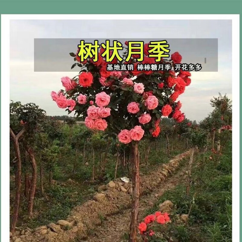 汉柠 品牌报价图片优惠券 汉柠品牌优惠商品大全 12 虎窝购