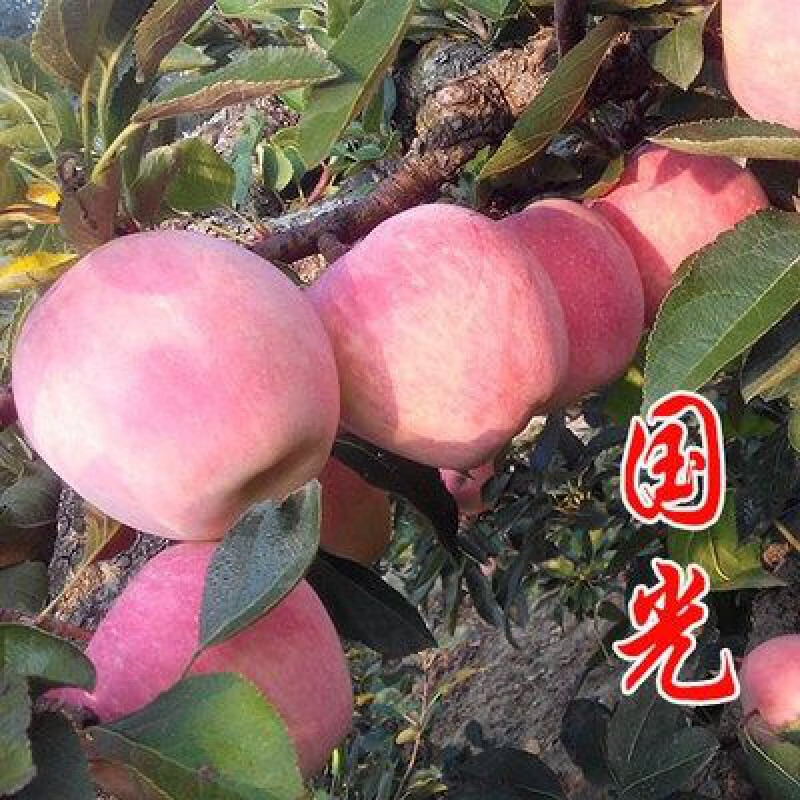 绿达花嫁接苹果苗新品种水果树苗冰糖心苹果树苗红富士苹果苗红肉苹果